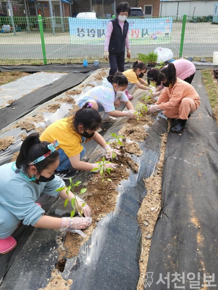 (12일) 서천군 서면다함께돌봄센터, 어린이 농부체험 프로그램 실시.jpg